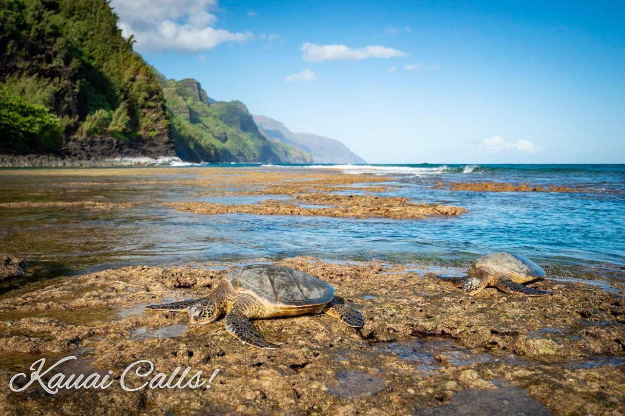 Islander On The Beach 352 Oceanfront *Penthouse* Ac Pool Kapa'a Exteriör bild